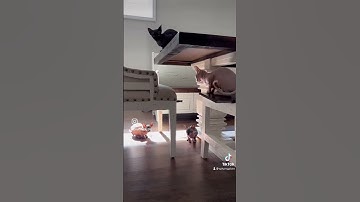 The best moments in 2022 #cat #sphynx #adopt #short #funnyvideo #instagram #tiktok