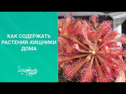 Видео: Перезимовавшие кувшинные растения - Уход за кувшинными растениями зимой