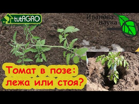 Видео: Посадка помидоров: как сажать помидоры