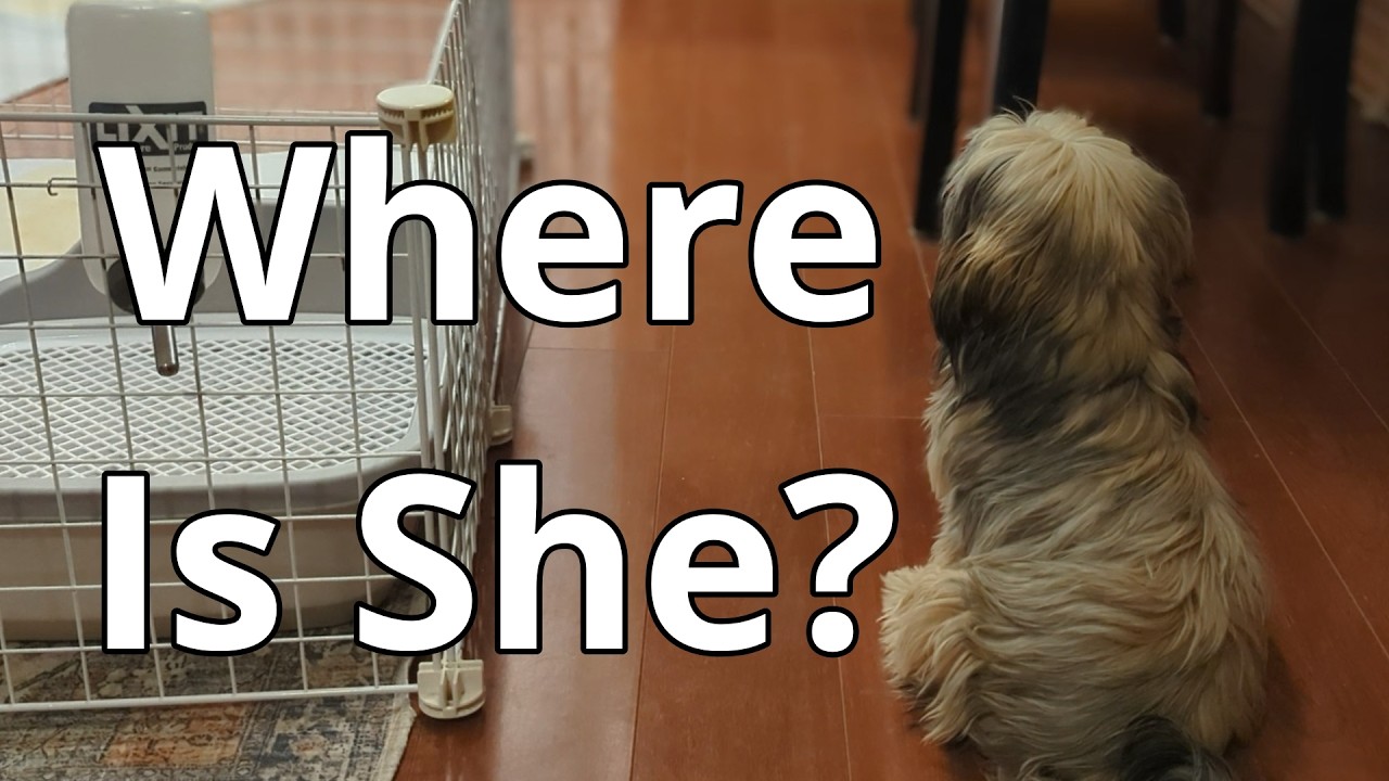 Dot Talks: Where's Mom?