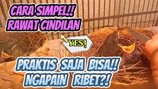 CARA SIMPEL!! RAWAT CINDILAN #ternakmuraibatu #cindilanburung  #muraibatu #indukanmuraibatu #burung