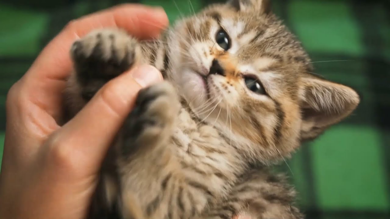 😹 Cats Bite AND Destroy!!! Cat Compilation 12 YouTube