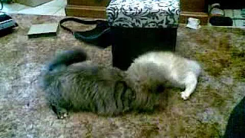 Watch the video about More Norwegian Forest Cat Fun