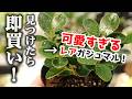 みんな名前に騙される…！最高に可愛くて、お洒落なのに”小悪魔な観葉植物”がこちらです【パンダガジュマル】