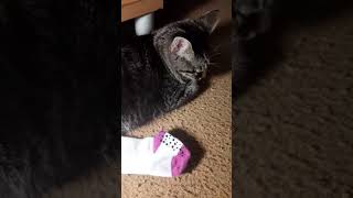 My Cat Is Just To Good As A Pet Thank You For Seeing This