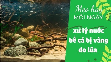 Mẹo hay! Nước bể cá bị vàng do lũa - xử lý đơn giản và không vàng lại