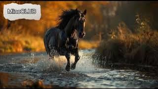 wa you yema ustakh song | amazing song| reverbed and slowed version