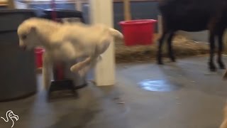 Newborn Goats Learn To Bounce And Jump