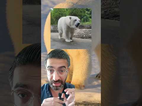 عجائب دب يظهر عليك فجأة مذهل للغاية