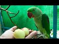 Alexandrine Parrot Eating Apricot for the First time