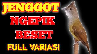 SUARA CUCAK JENGGOT DI ALAM LIAR | CUCAK JENGGOT FULL VARIASI