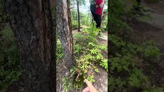 “WFV 2026” Long Point Trail New River Gorge