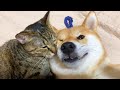 子猫を保護して天使のように成長した猫リリと柴犬にアピールタイムを再開した猫リム She is kind to Shiba Inu and Kitten