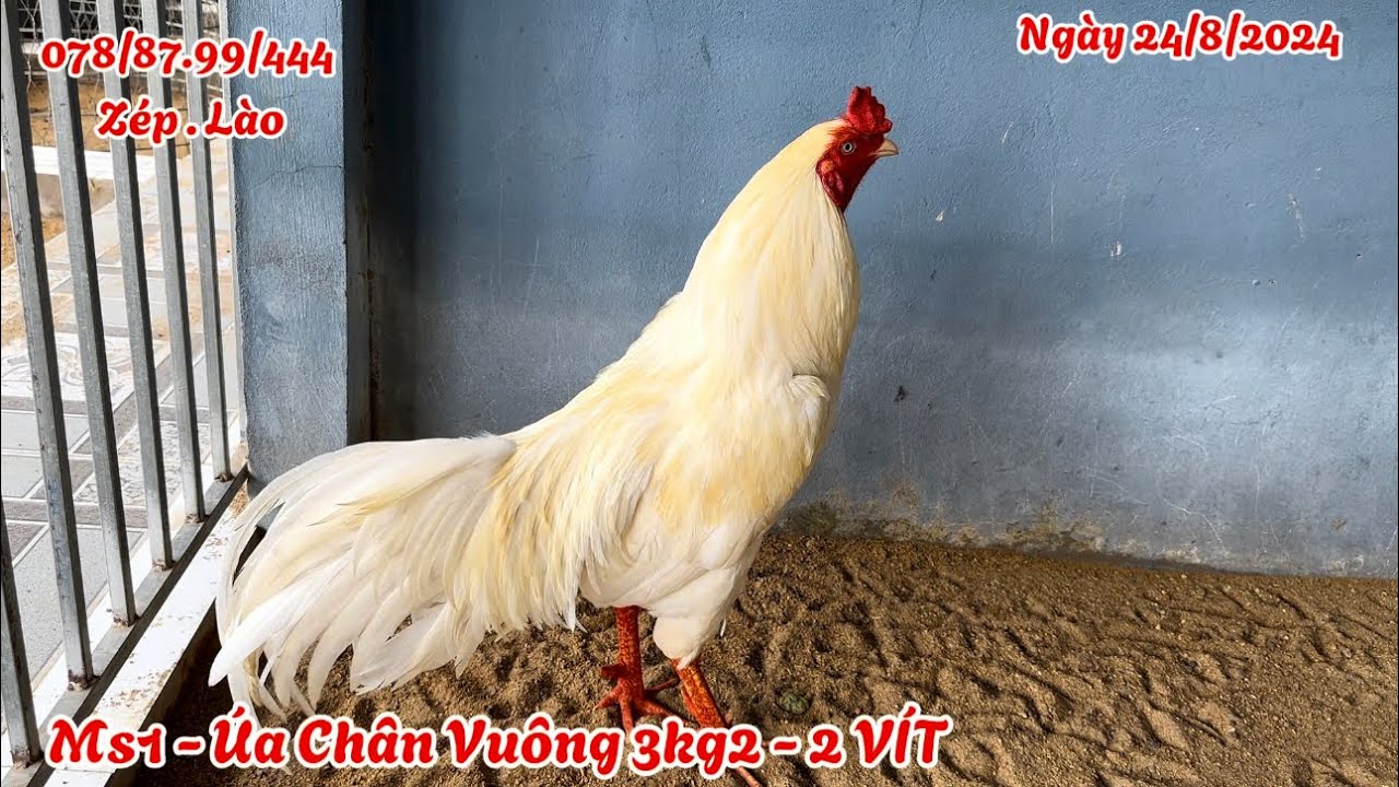 Hai Em Trạng 3kg2 - Sang Gà - Sinh Viên - Cán Đẹp ||26/8/2024 || 07/88.7/99/444 Trại Gà Hoàng Nguyên
