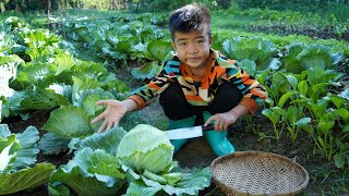 Harvest safe cabbage from vegetable garden for cooking  Cooking with Sreyhak