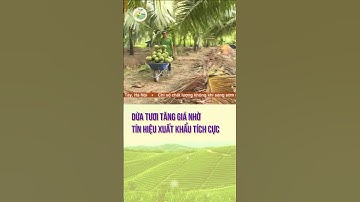 Dừa tươi tăng giá nhờ tín hiệu xuất khẩu tích cực