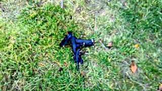 Fusilamiento a Pepelín - GARP (Grupo Airsoft Rangers de Puertollano)