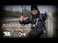 Ловля лолося. Карантин не помеха!!! Река Салаца 2020. (21-03)