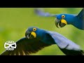 The World's Largest Flying Parrot | Hyacinth Macaw