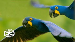 Hyacinth Macaws Run a Unique SeedDistribution Service | Wild to Know