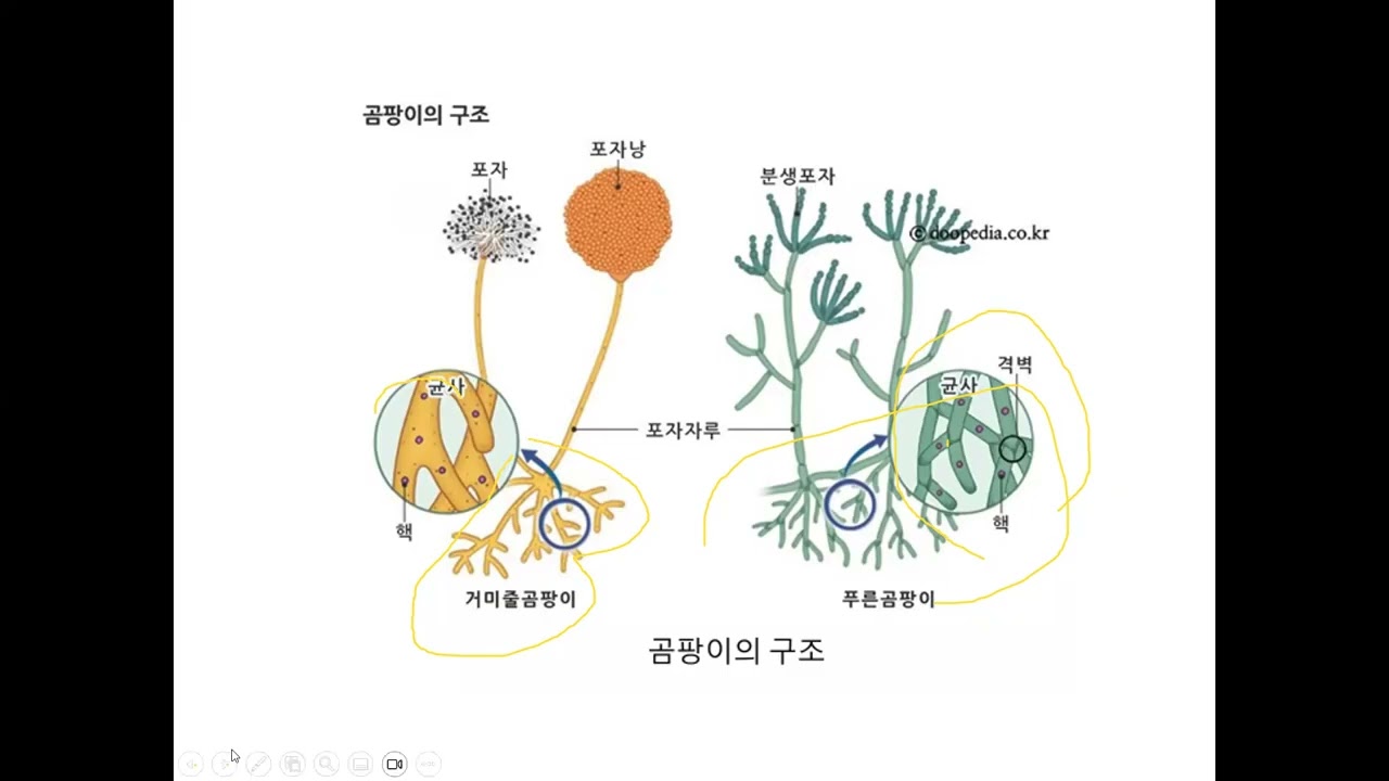 나무의사기출문제풀이 제7회 수목병리학풀이