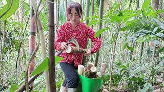 Harvesting bamboo shoots at the end of the season to sell and cook with my son  Ly Thi Vy