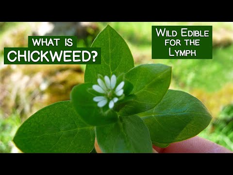 Video: Is Chickweed Edible: Informatie over het gebruik van Chickweed als voedsel