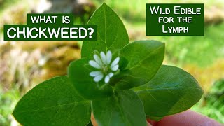 What is Chickweed? A Wild Edible Green for the Lymph and More