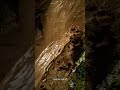 क्या नदियां अपना रास्ता बदल सकती हैं? 😳🌊 #river #youtubeshorts #viral #shortvideo #reels #youtube