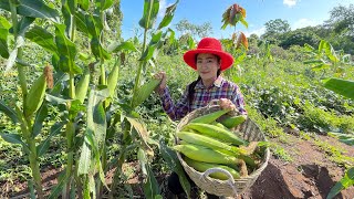 Pick corn for my recipes / Simple and easy corns recipes / Cooking with Sreypov