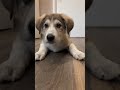 Ferocious Puppy is adorable! Snuggles fits his name. munciearf.com #adoptstrays #puppy #cute