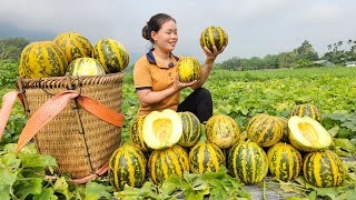 Harvesting strange Melon gardens to sell at the market & Caring for Vegetable gardens | Animal care