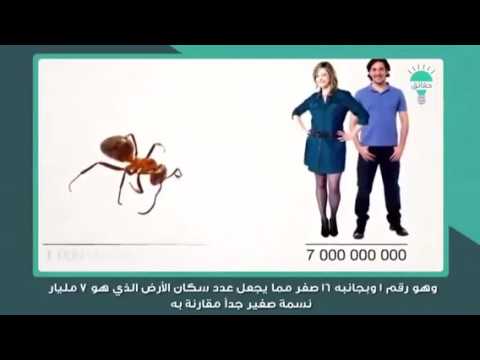 ١٠ معلومات عن النمل 