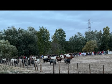 ♥️ Tordesillas 2026 Encierro y Capea en Directo