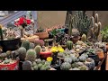 TOUR NA COLEÇÃO, E ALGUMAS MUDANÇAS.#cactus #suculentas #plantas #jardimdecactos