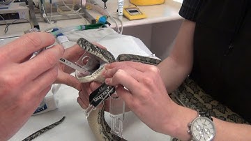 Snake egg removal with Dr Josh Llinas : K Brothers Pythons ep.23