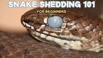 Snake Shedding 101: A Beginner’s Guide to a Healthy Shed!