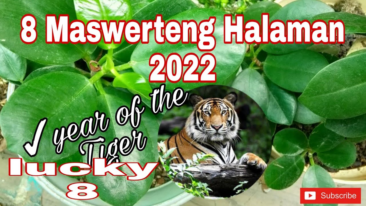 Lucky Plant 2022 Year of the Tiger emzsantillan1207 YouTube