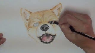 色鉛筆畫可愛小柴犬~陳志彬的繪畫教室