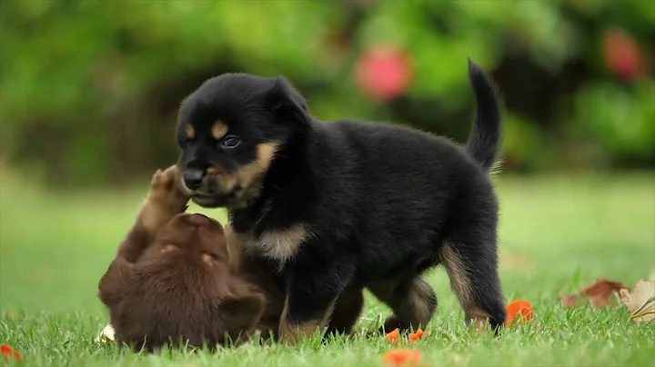 Cute and Funny Awww Puppies Videos  |  Awwe Animals