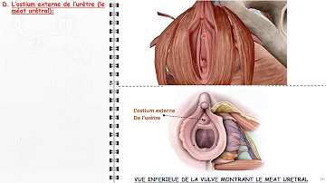 Où sort l'urine des femmes ?