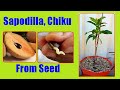 How To Grow Sapodilla Sapota From Seeds Growing Chiku Chikoo Tree From Seed How To Grow Sapodilla Sapota From Seeds Growing Chiku Chikoo Tree From Seed