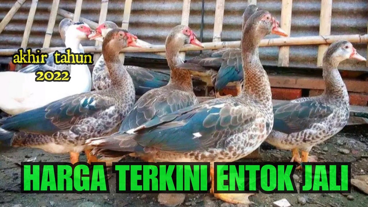 Harga Entok Jali Terkini YouTube