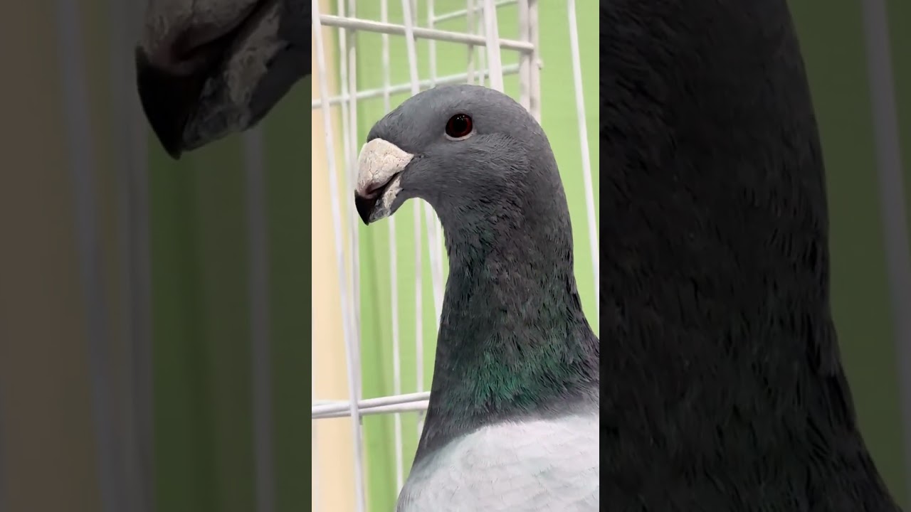 معرض قطر ( بيوتي هومر )