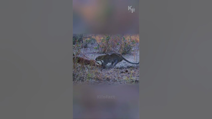 Leopard vs Hyena: The Ultimate Showdown Over Prey