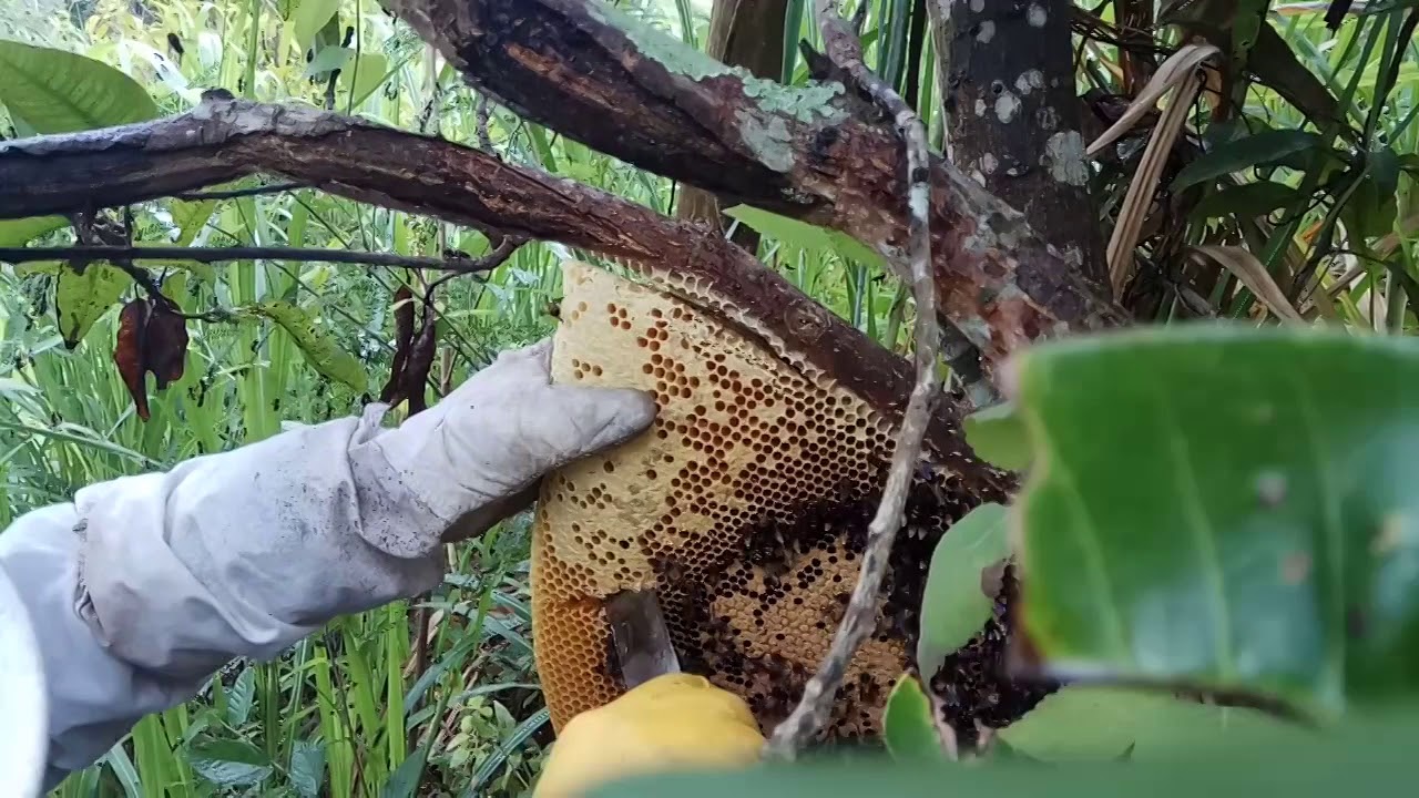 Lanjutan Panen Madu Lebah  Hutan Apis  Dorsata 