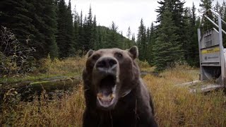 Grizzly Bear Scenepack