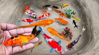 Serok ikan hias warna-warni, ikan koi, ikan mas koki hias, ikan komet, ikan gurami, kura-kura brazil
