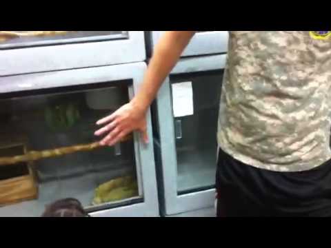 tarantula spider Underground Reptiles Snake Room