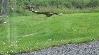 Red Kites Swooping June 20